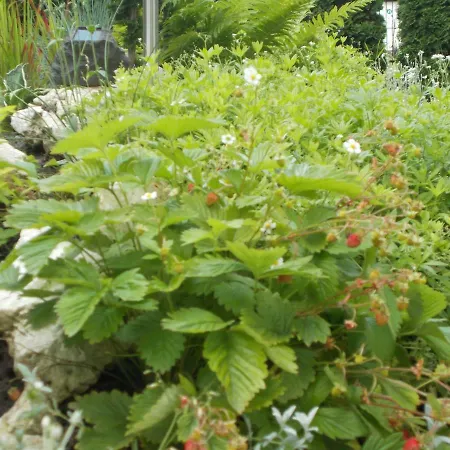 Nad Wisla Apartamento *