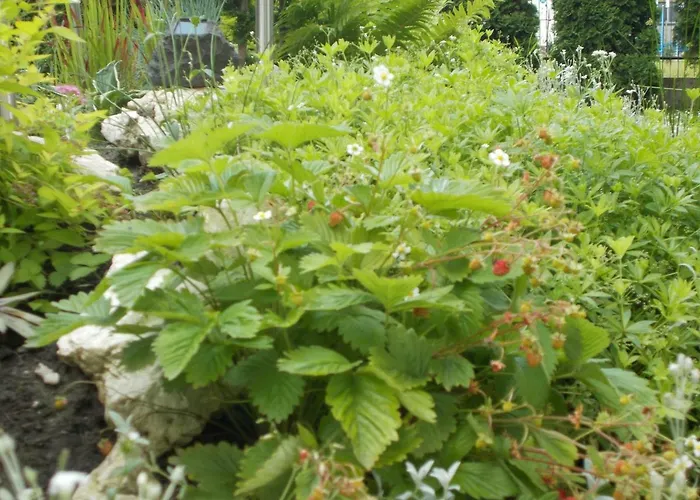 Nad Wisla Διαμέρισμα *